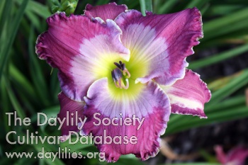Daylily Lee's Blue Lagoon